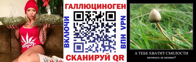 Псилоцибиновые грибы GOLDEN TEACHER  blacksprut ссылки  Судогда  darknet формула  сколько стоит 